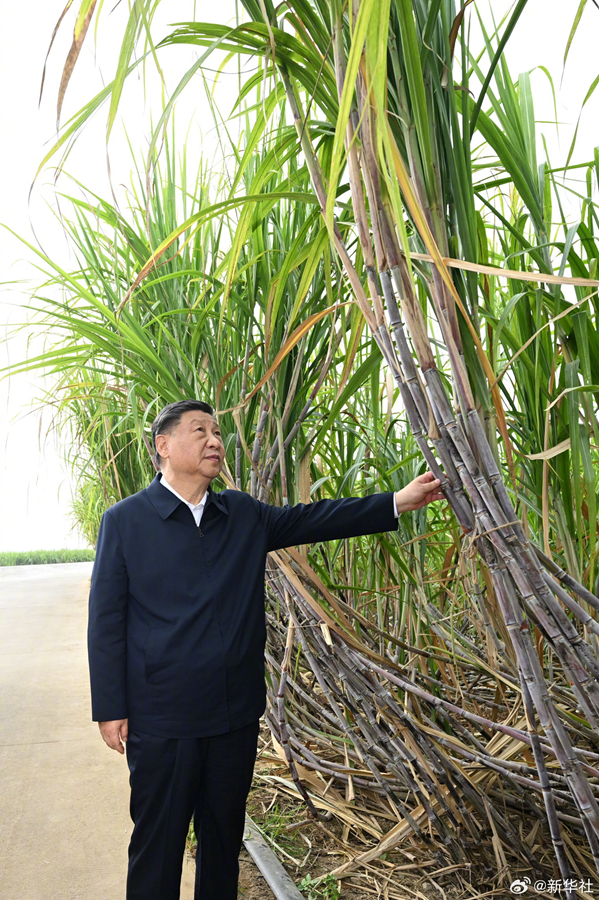 习近平在广西来宾市考察调研